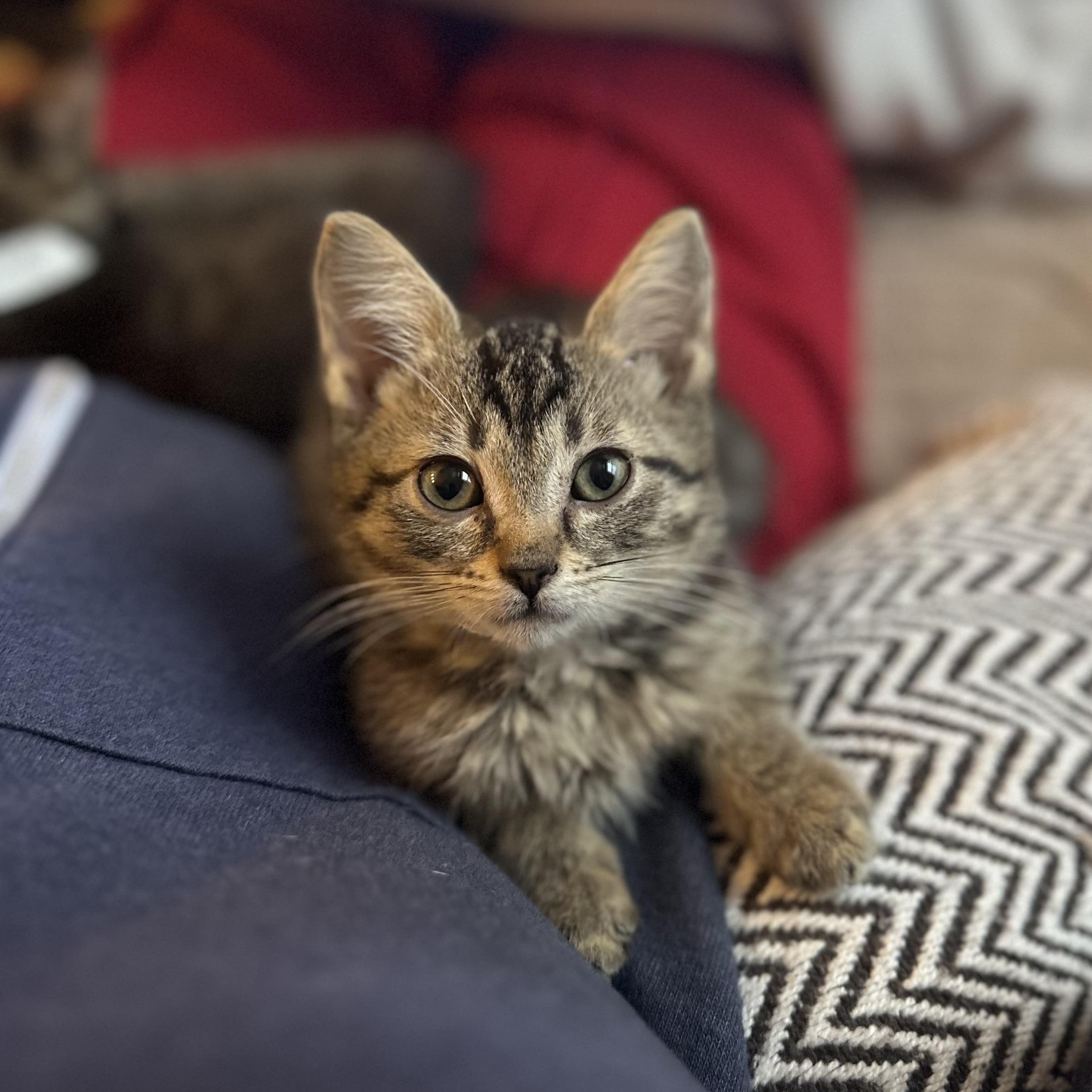 Enlarge Eevee, an adopted Domestic Short Hair in Chicago, IL image 2/5