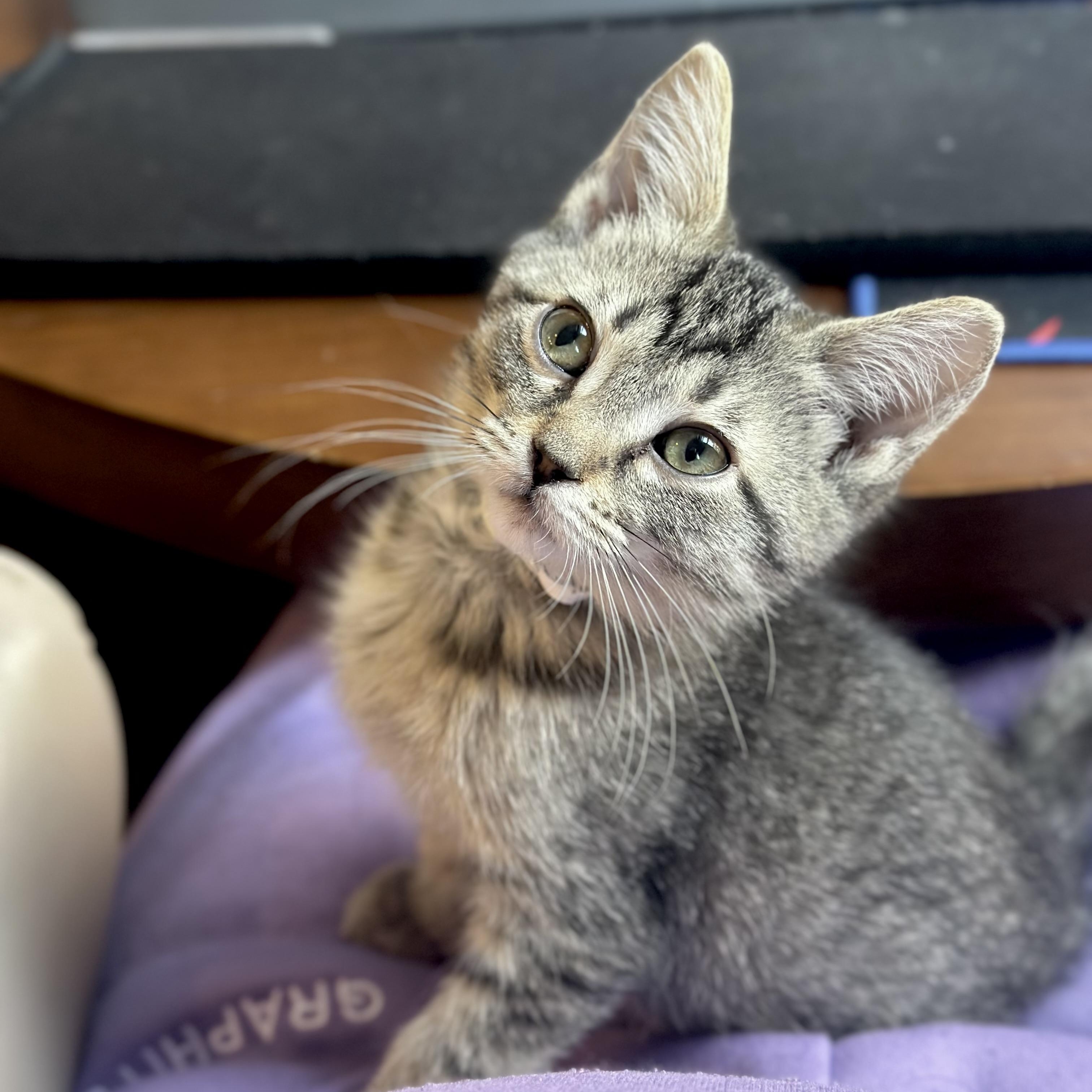 Enlarge Eevee, an adopted Domestic Short Hair in Chicago, IL image 4/5