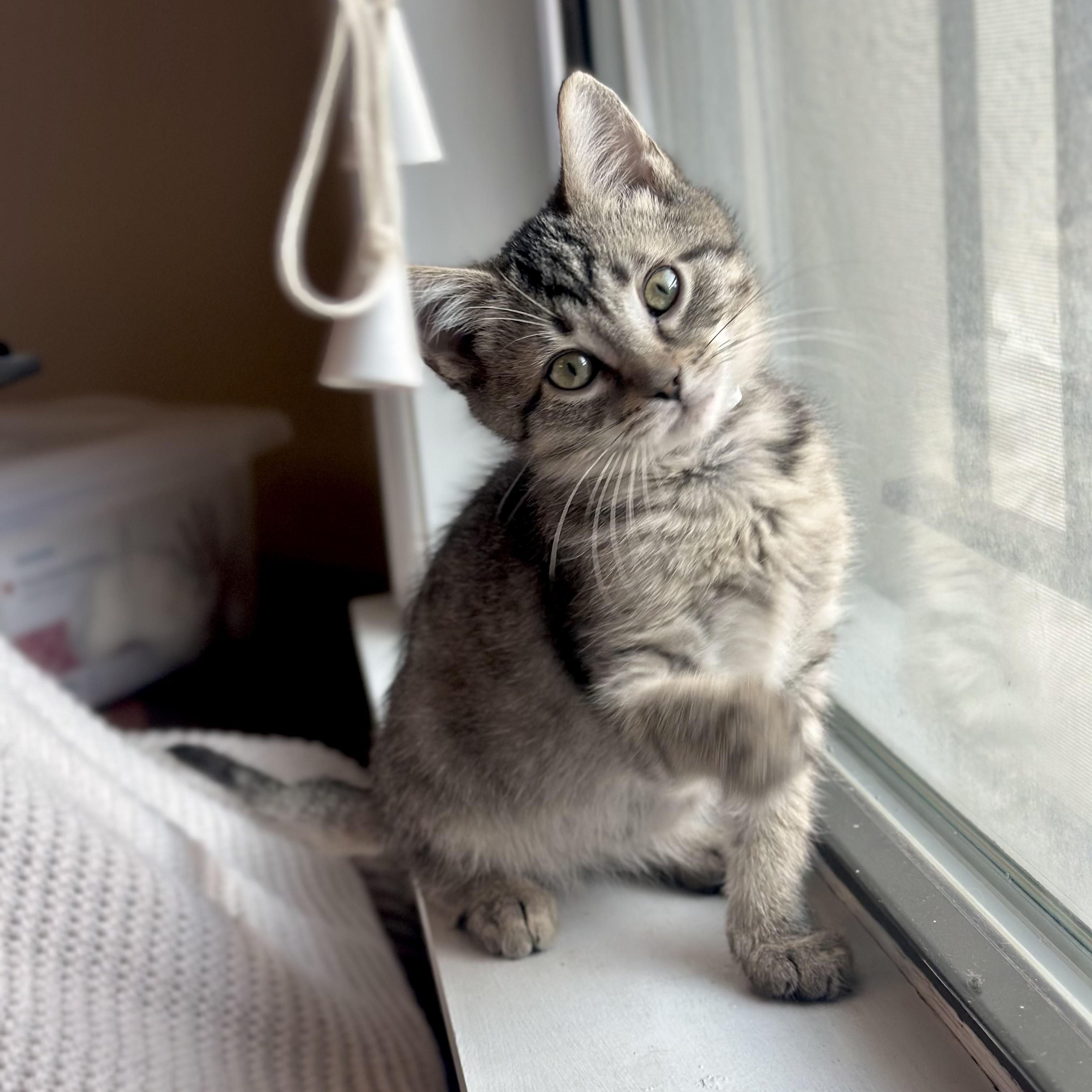 Enlarge Eevee, an adopted Domestic Short Hair in Chicago, IL image 1/5