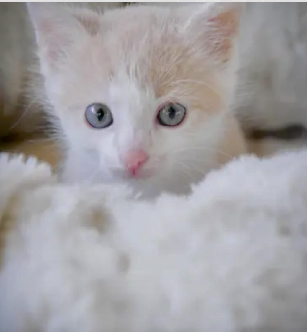 Enlarge Scaper, a Adoptable Domestic Short Hair in Port Washington, WI image 2/2
