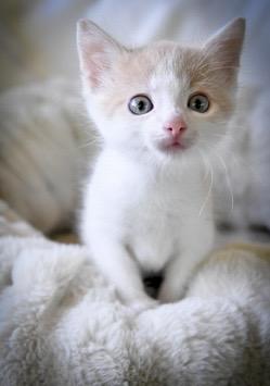 Scaper, Adoptable, Kitten Male Domestic Short Hair.