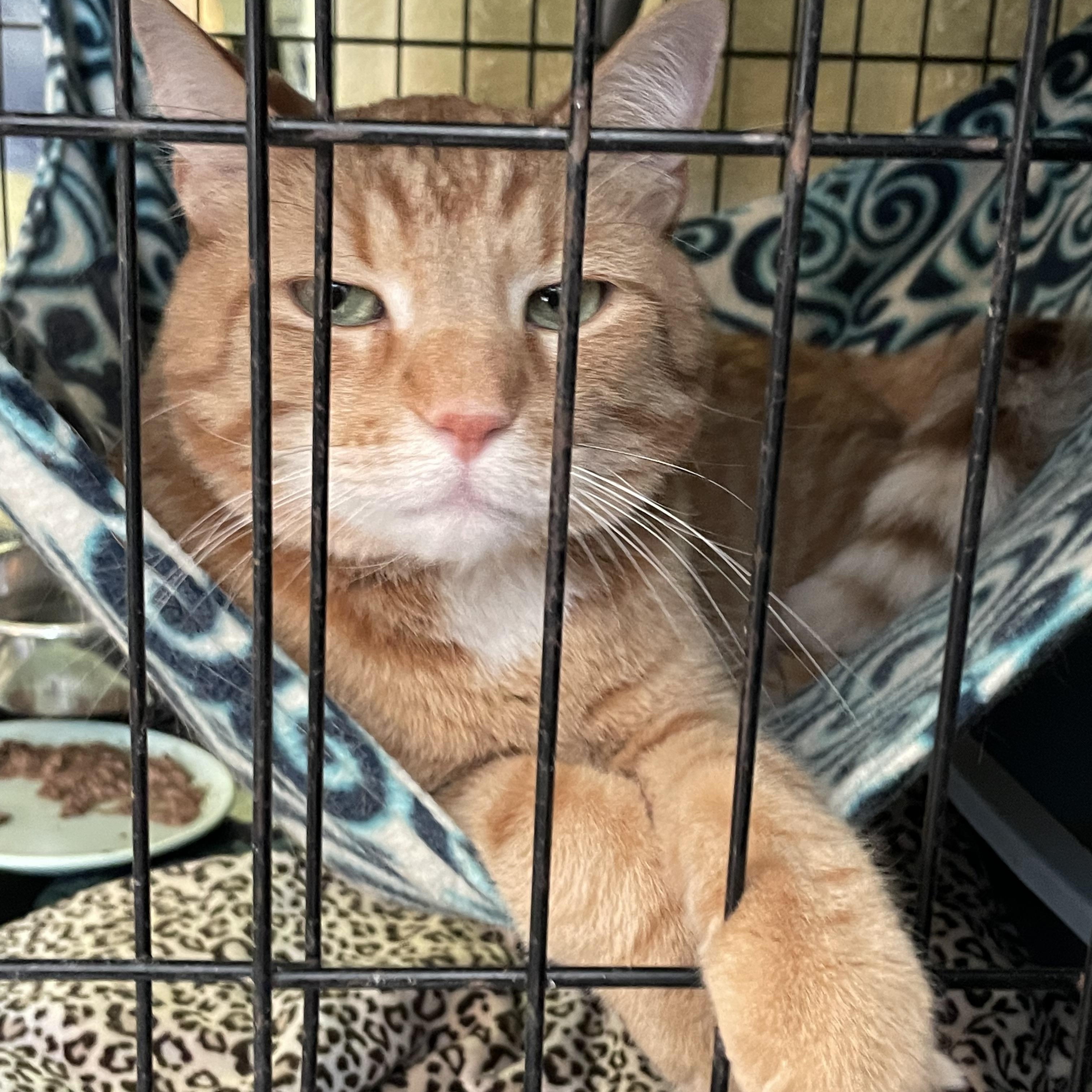 Casey, adopted, Adult Male Domestic Short Hair.