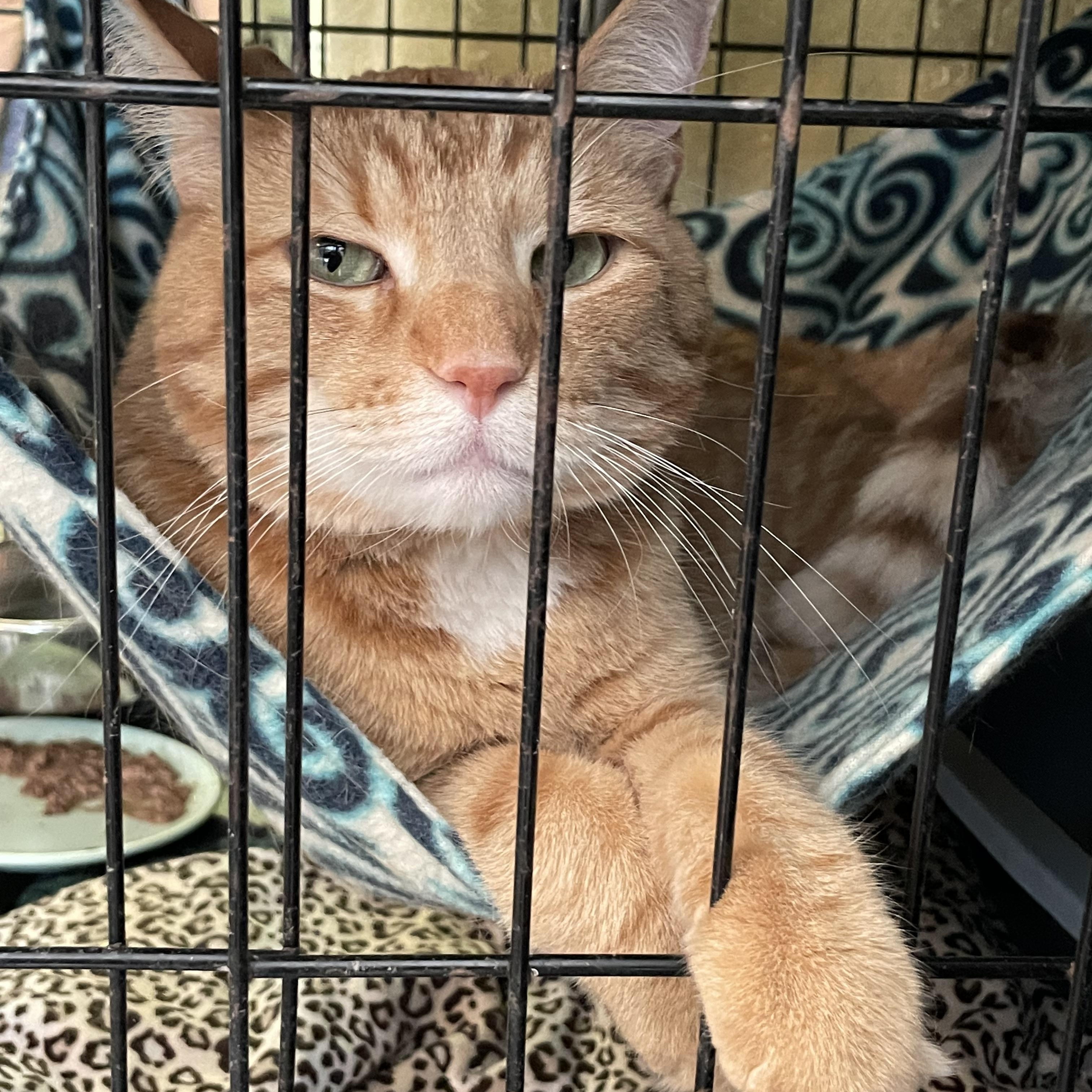 Casey, an adopted mixed breed in Lacon, IL image 2/2