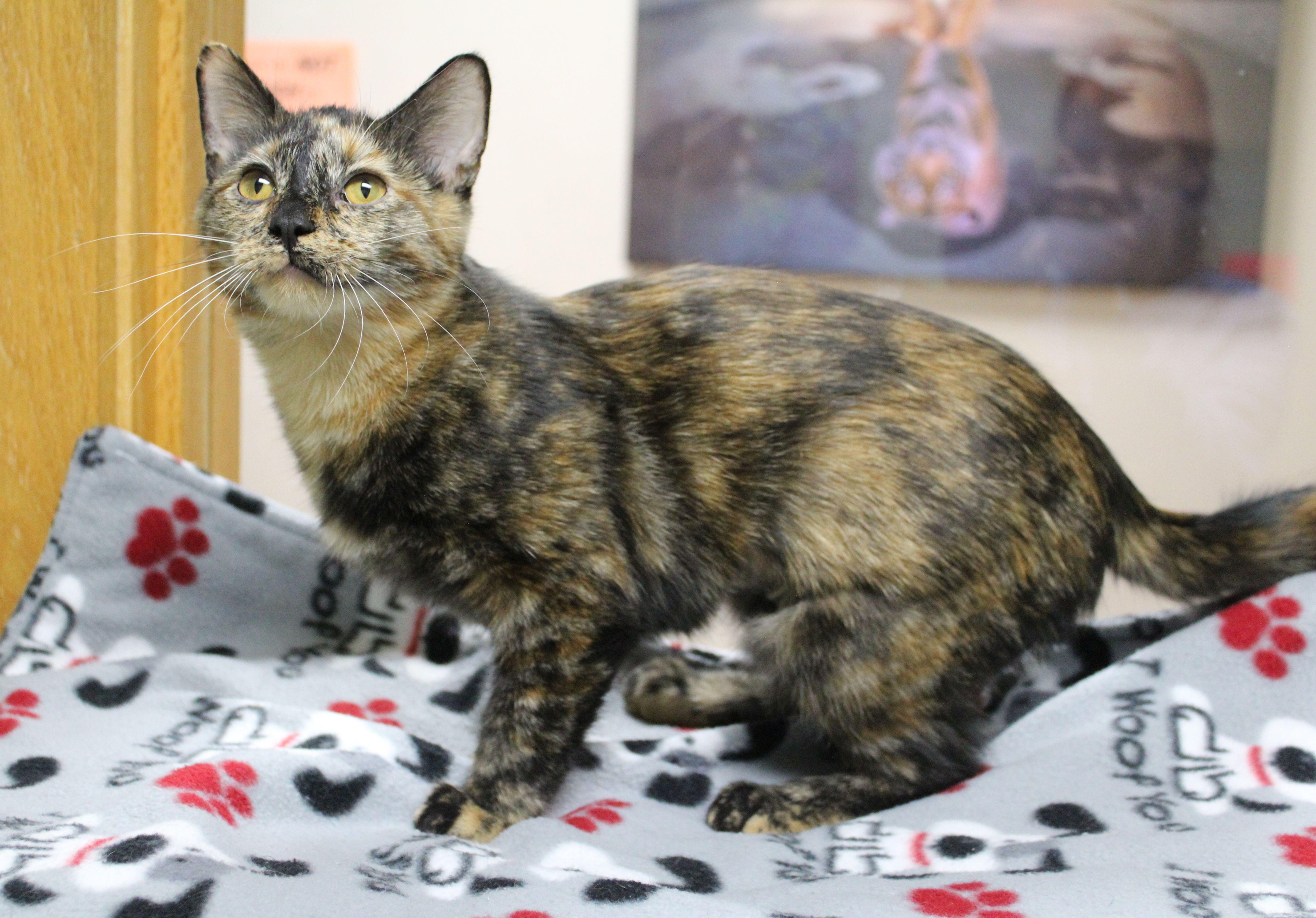 Columbia, Adoptable, Young Female Tortoiseshell.