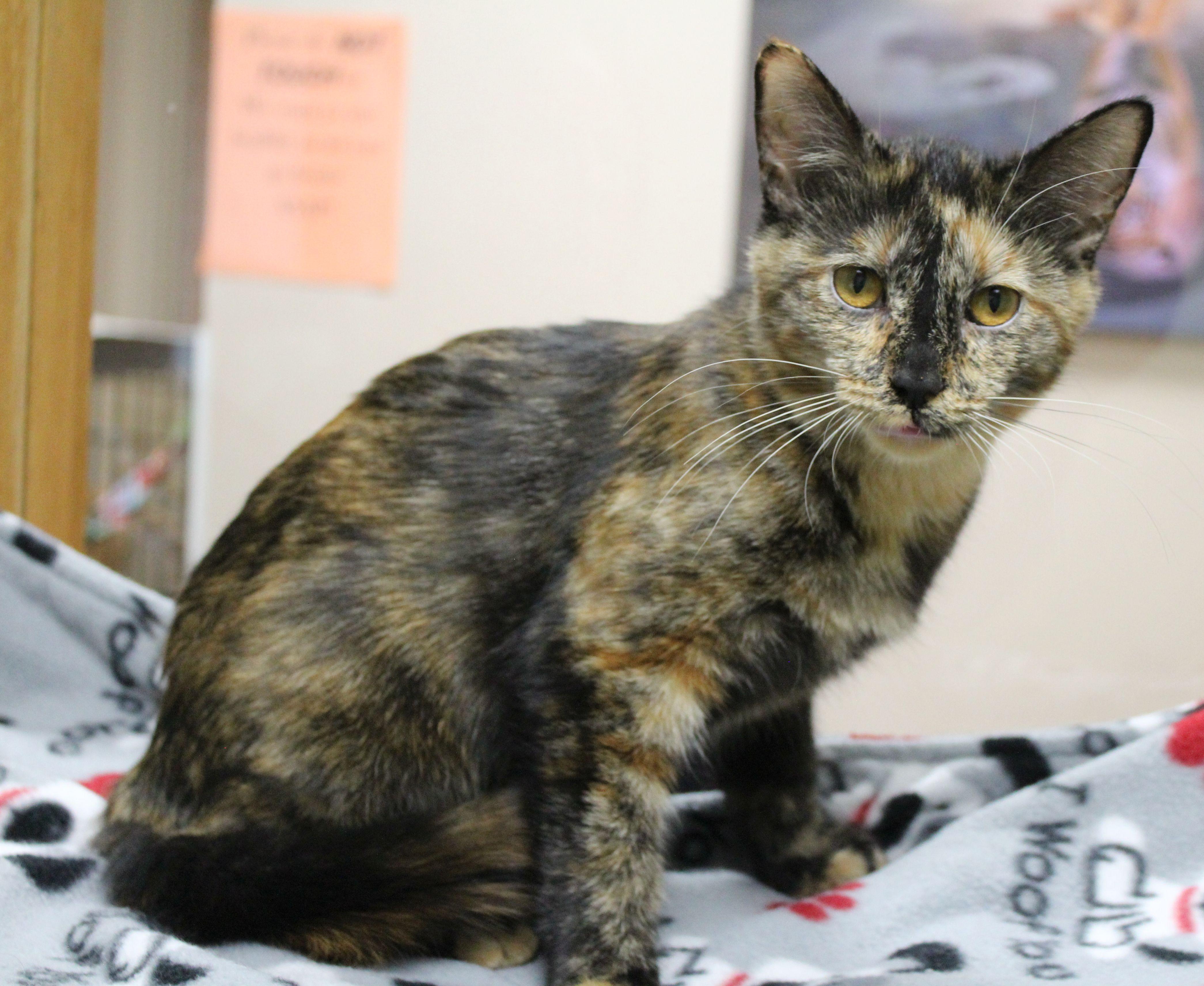 Columbia, a Adoptable Tortoiseshell in Portage, WI image 2/3