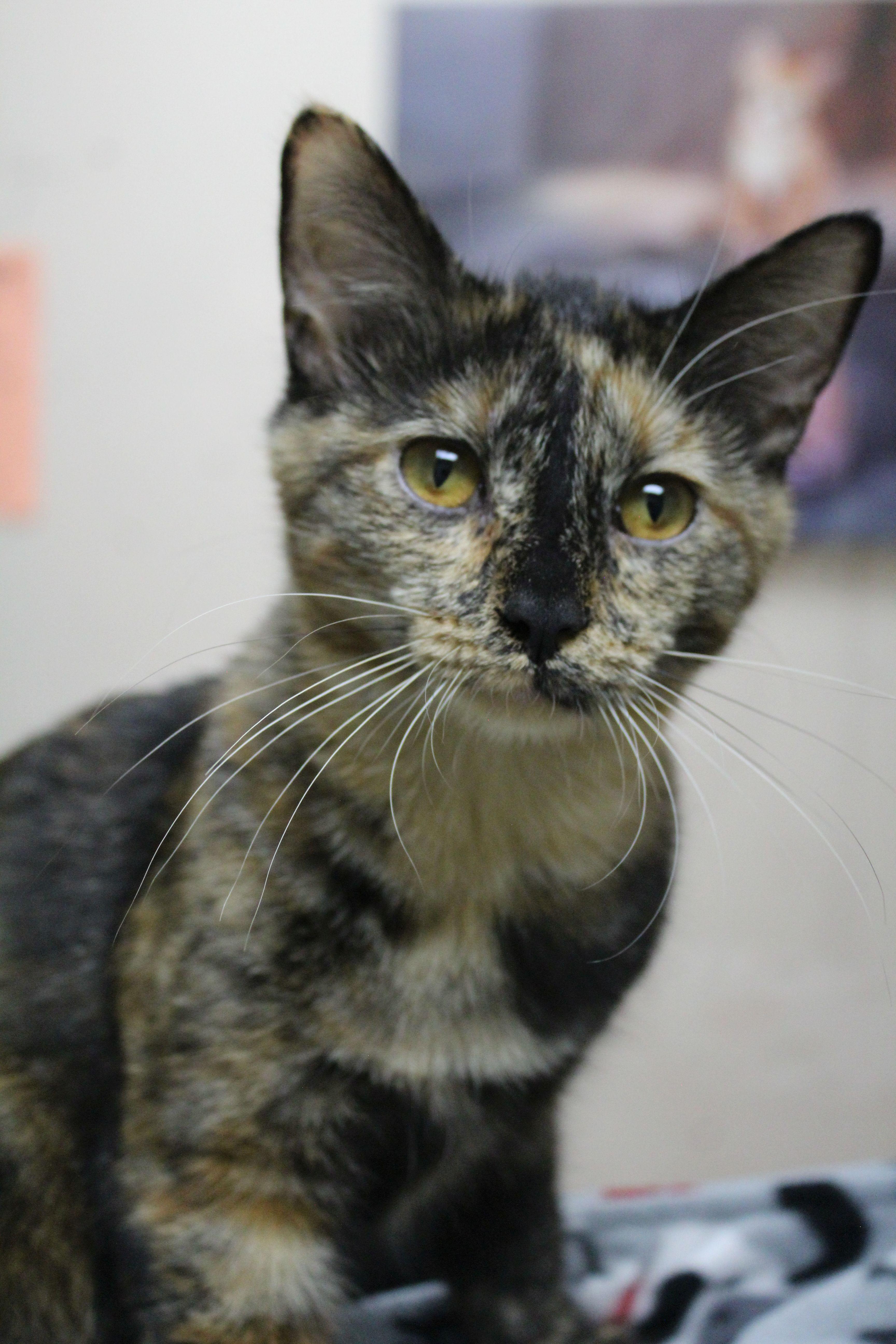 Columbia, a Adoptable Tortoiseshell in Portage, WI image 3/3