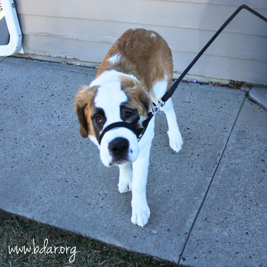 Kira, Adoptable, Young Female Saint Bernard.