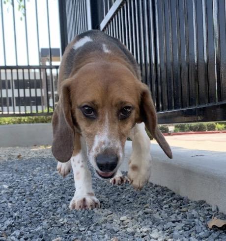 Hunter, Adoptable, Adult Male Beagle.