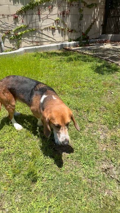 Enlarge Hunter, a Adoptable Beagle in San Juan Capistrano, CA video 2/2