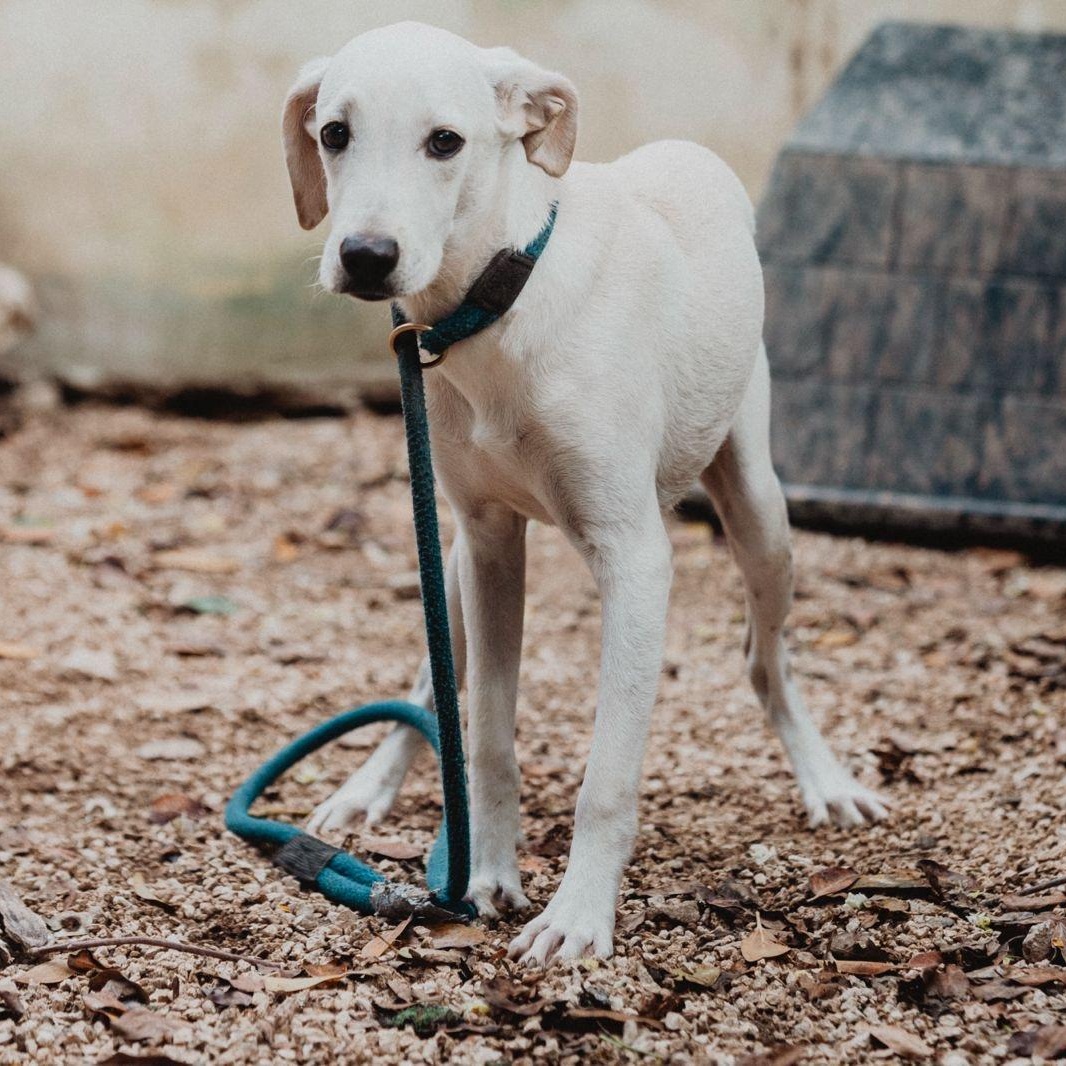 Enlarge Lenny, a ADOPTABLE mixed breed in New York, NY image 2/6