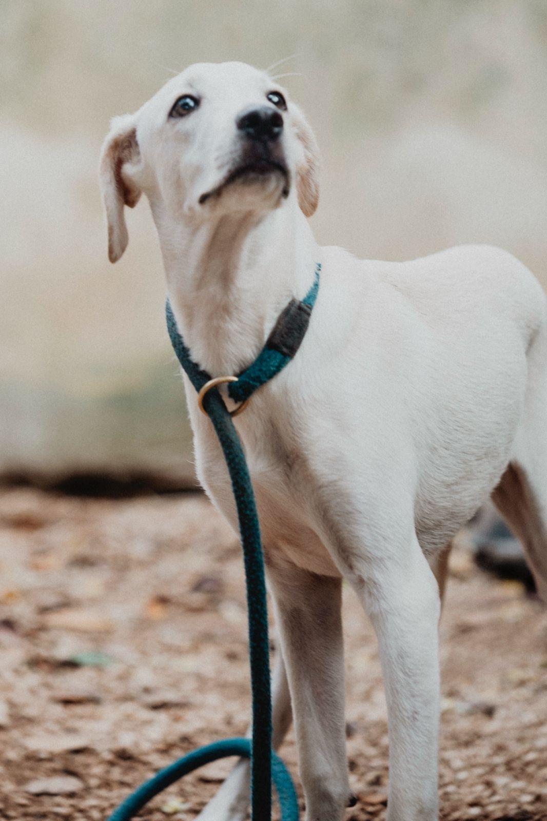 Enlarge Lenny, a ADOPTABLE mixed breed in New York, NY image 6/6