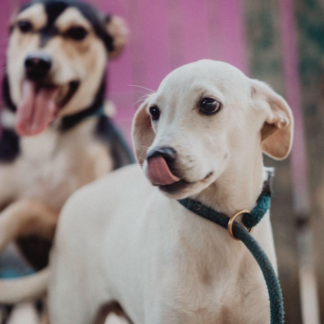 Lenny, ADOPTABLE, Young Male Whippet & Hound.