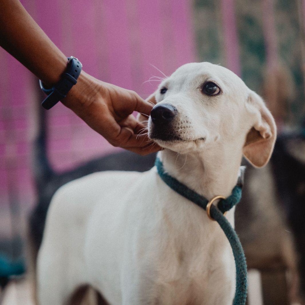 Enlarge Lenny, a ADOPTABLE mixed breed in New York, NY image 5/6