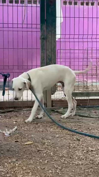 Enlarge Lenny, a ADOPTABLE mixed breed in New York, NY video 3/6