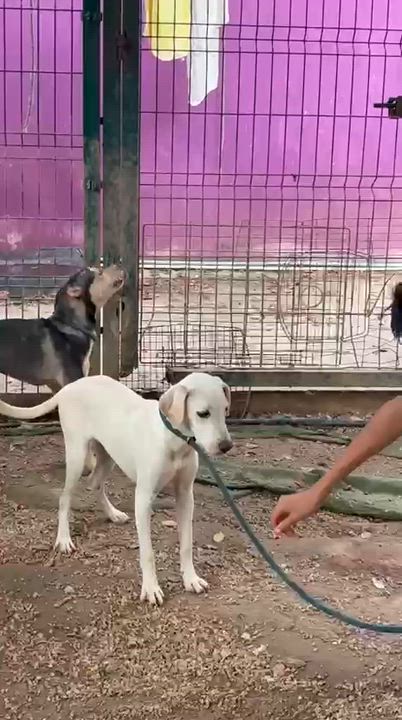 Enlarge Lenny, a ADOPTABLE mixed breed in New York, NY video 4/6