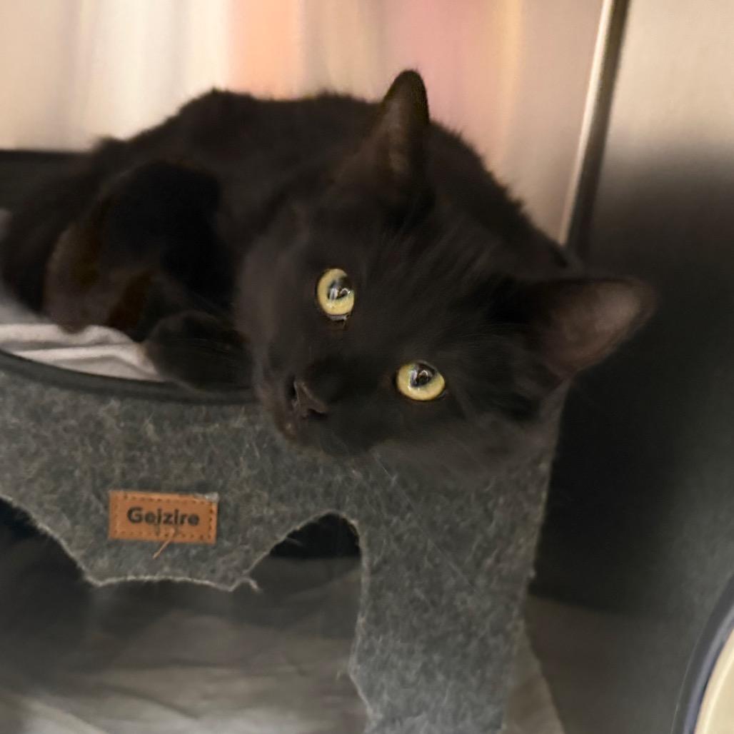 Figgy Pudding - Sweet & friendly!, Adoptable, Young Female Domestic Medium Hair.