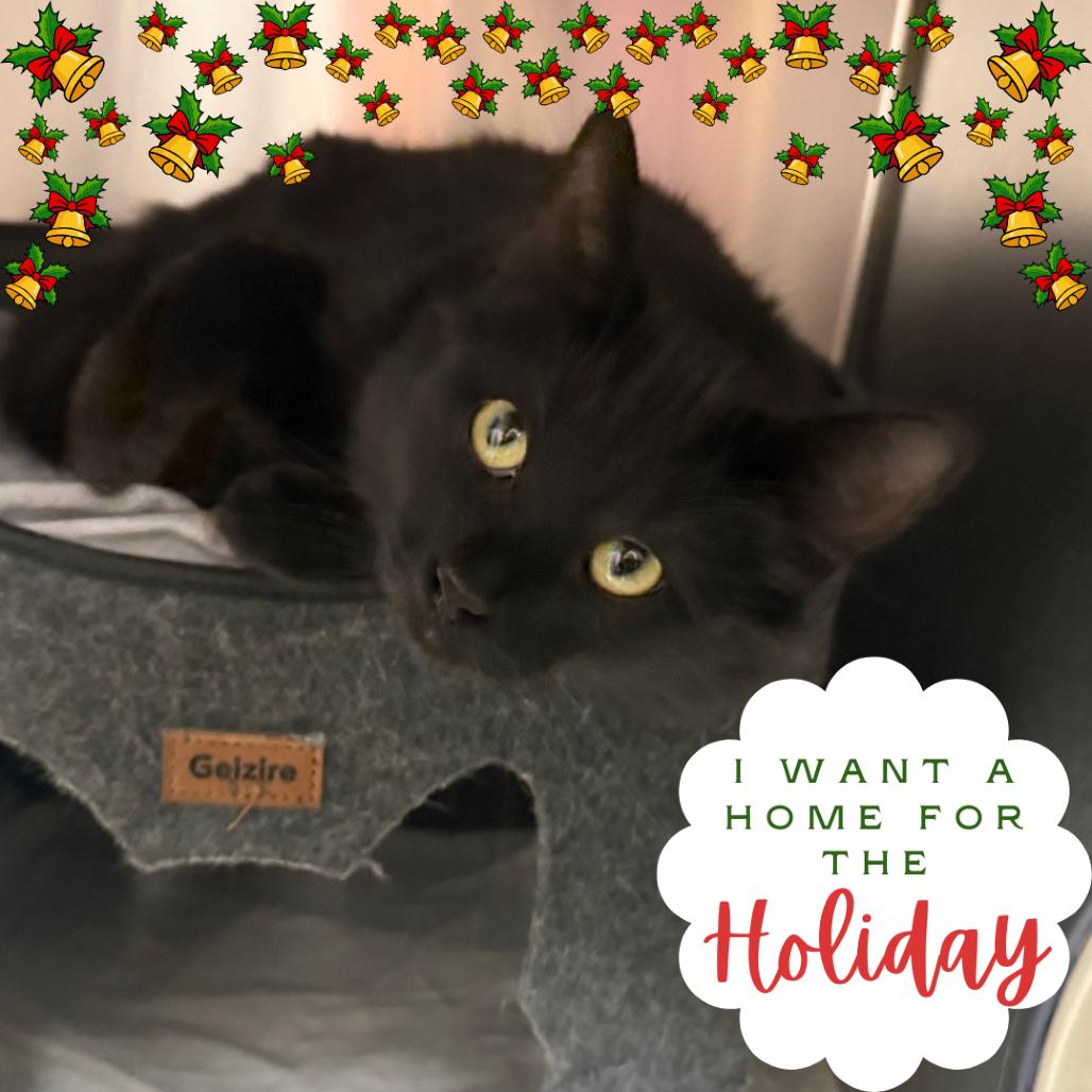 Figgy Pudding - Sweet & friendly!, a Adoptable Domestic Medium Hair in Flagstaff, AZ image 2/3