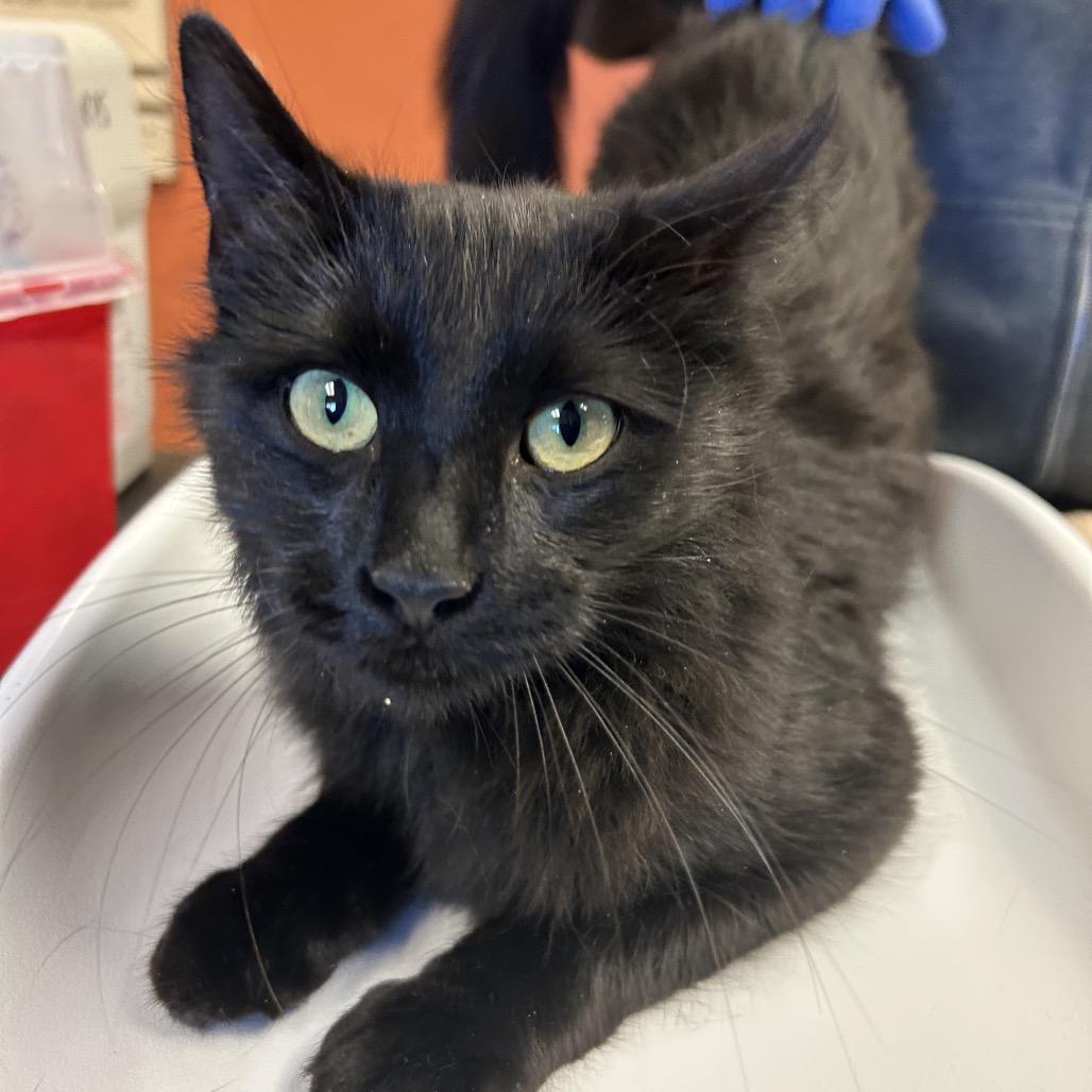 Figgy Pudding - Sweet & friendly!, a Adoptable Domestic Medium Hair in Flagstaff, AZ image 3/3