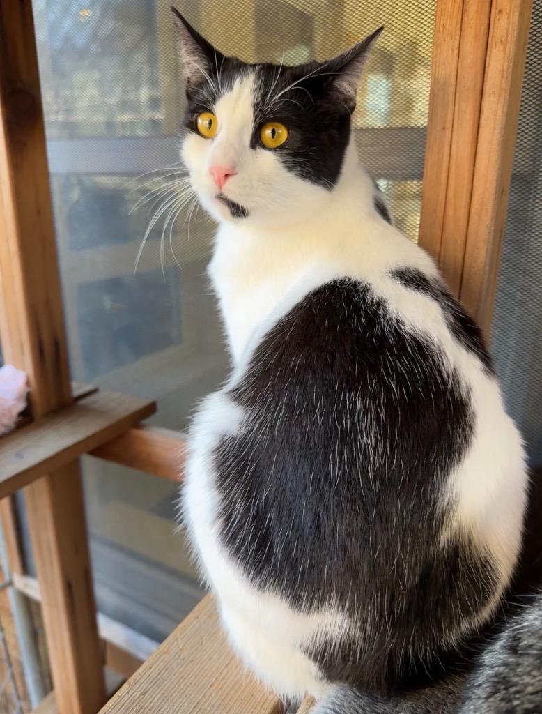 Eddie, Adoptable, Young Male Domestic Short Hair.