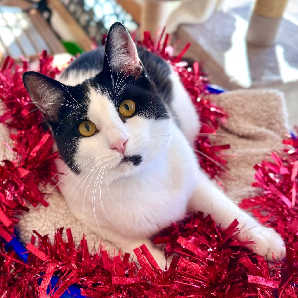 Enlarge Eddie, a Adoptable mixed breed in Cambria, CA image 2/6