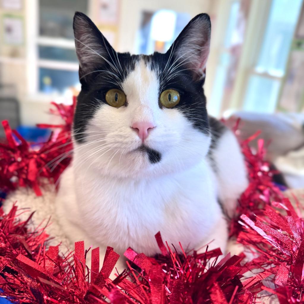 Eddie, Adoptable, Young Male Domestic Short Hair.