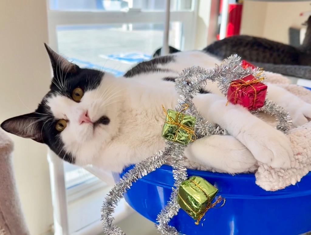 Enlarge Eddie, a Adoptable mixed breed in Cambria, CA image 4/6