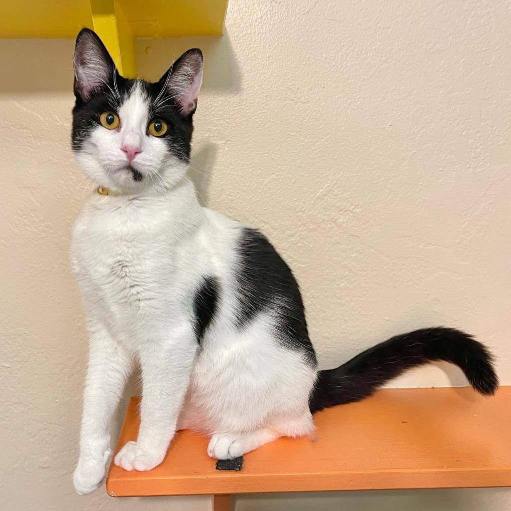 Enlarge Eddie, a Adoptable mixed breed in Cambria, CA image 5/6