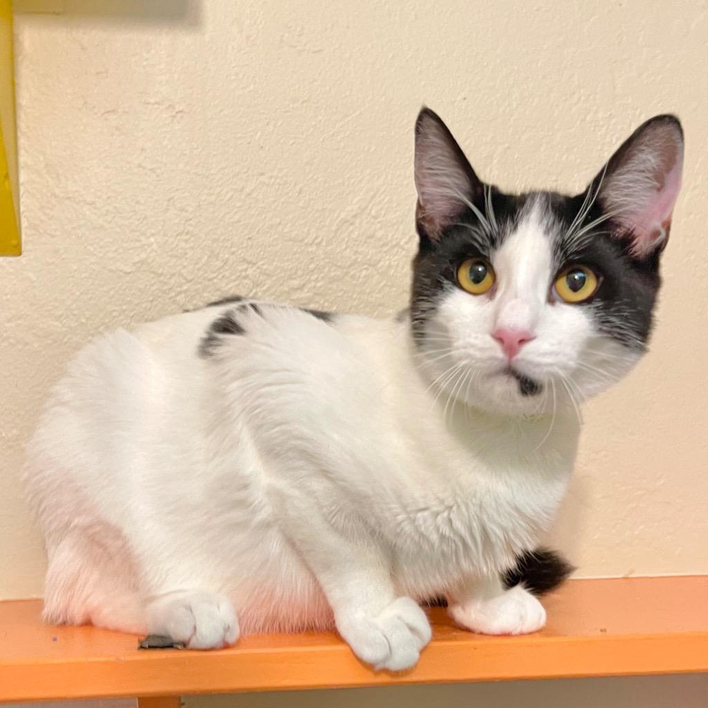 Enlarge Eddie, a Adoptable mixed breed in Cambria, CA image 6/6