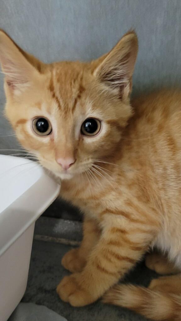 Enlarge Bam Bam, a Adoptable mixed breed in Metter, GA image 1/1