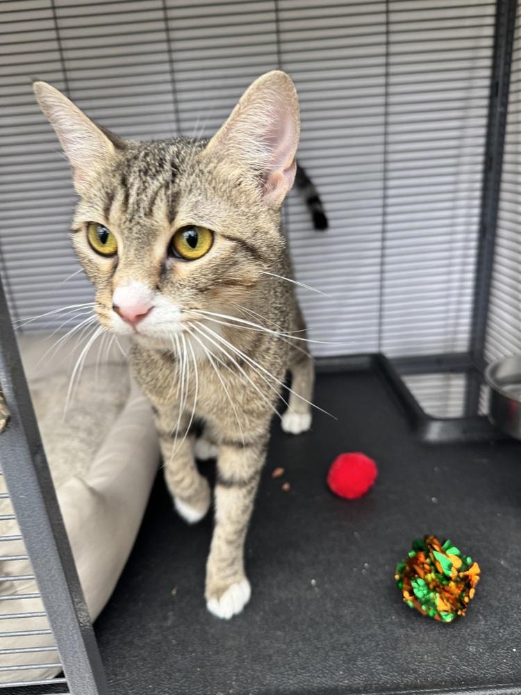 Hazel- Nut, Adoptable, Young Female Tabby.