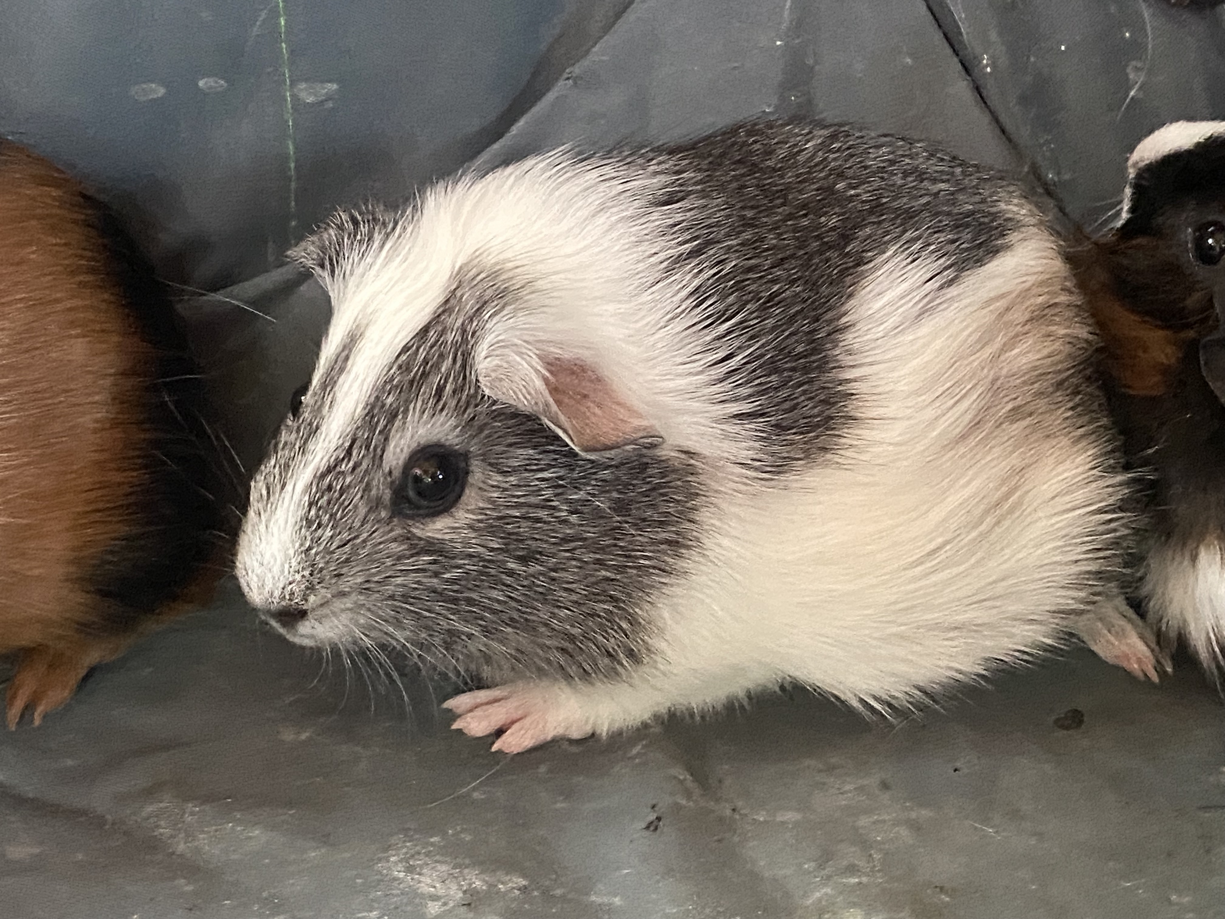 Enlarge Kelly, Sabrina and Jill, a Adopted mixed breed in South Windsor, CT image 3/4