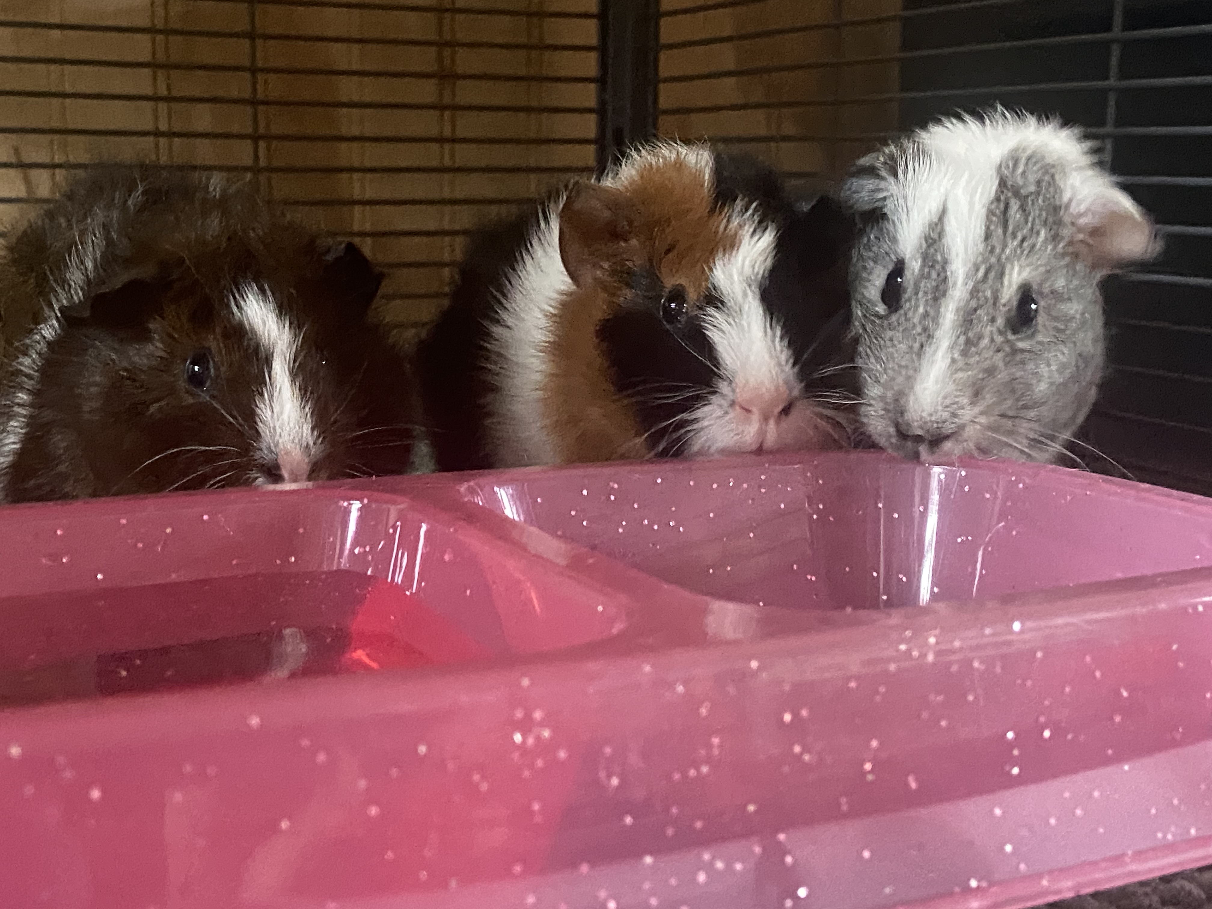 Enlarge Kelly, Sabrina and Jill, a Adopted mixed breed in South Windsor, CT image 1/4