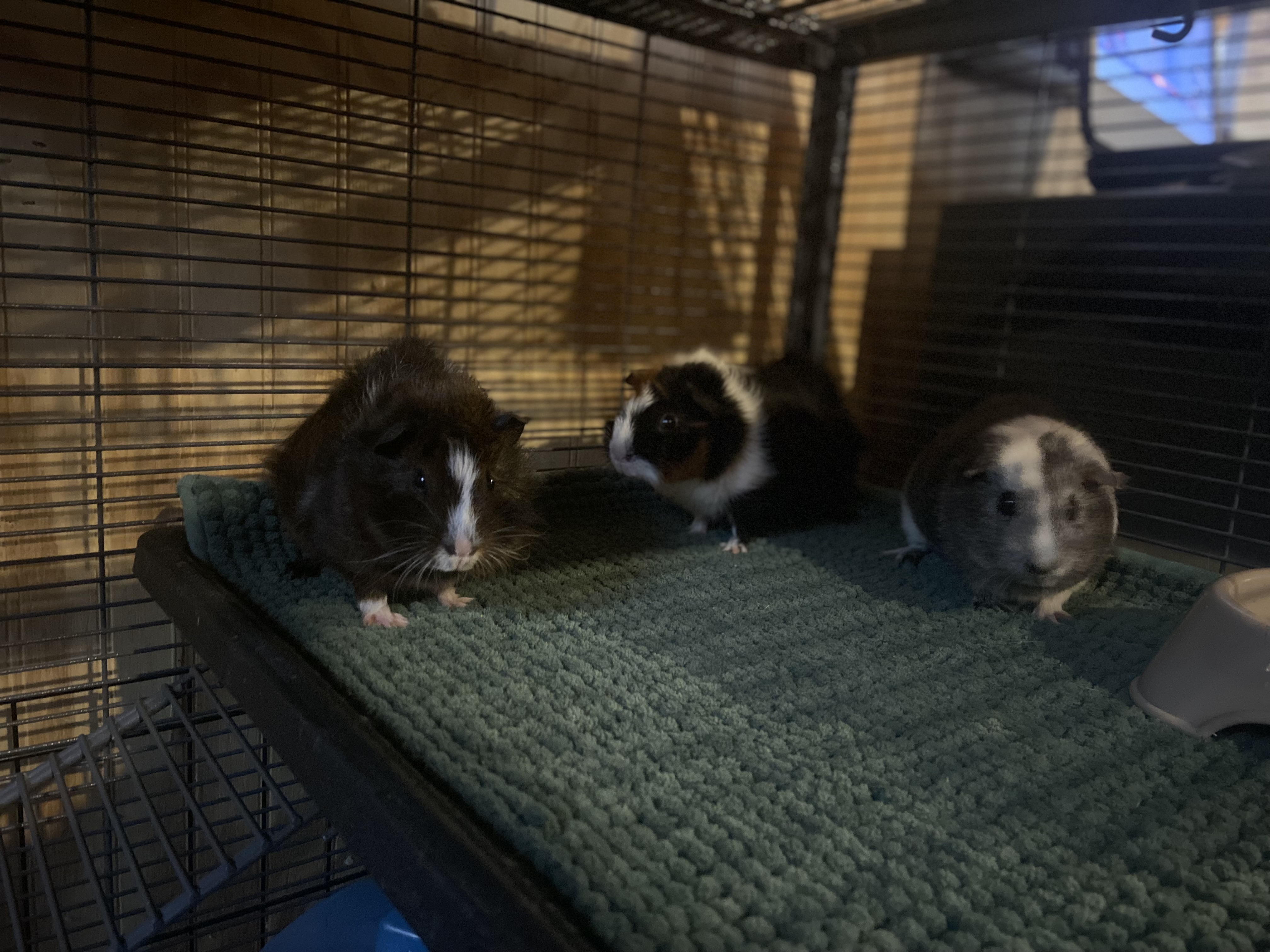 Enlarge Kelly, Sabrina and Jill, a Adopted mixed breed in South Windsor, CT image 2/4