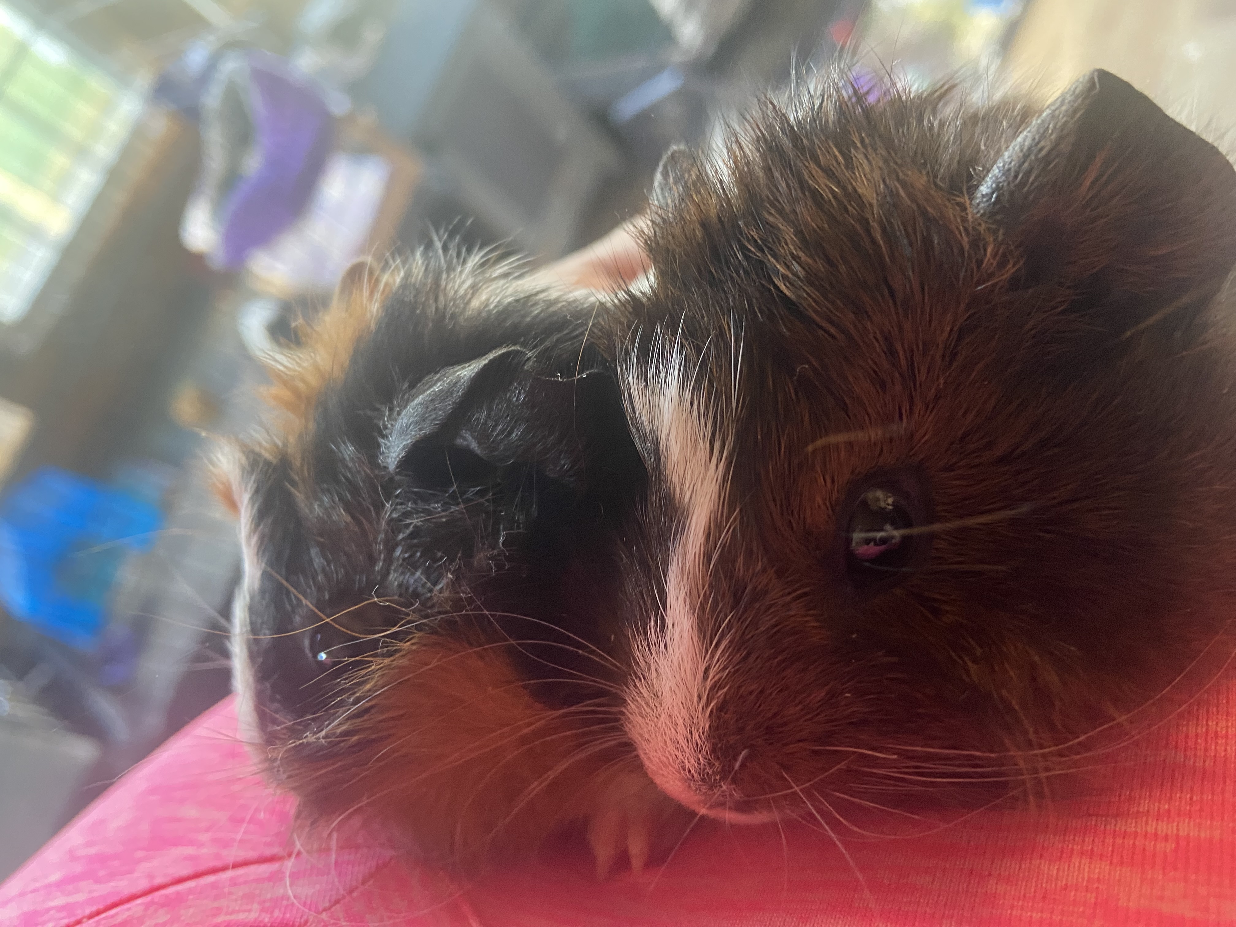 Enlarge Kelly, Sabrina and Jill, a Adopted mixed breed in South Windsor, CT image 4/4