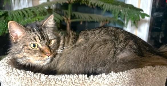 GORGEOUS GENEVA!, a Adoptable Maine Coon in Danbury, CT image 5/6