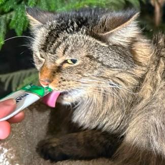 GORGEOUS GENEVA!, a Adoptable Maine Coon in Danbury, CT image 6/6