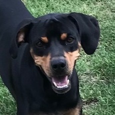 Enlarge Butch, a Adoptable mixed breed in Brenham, TX image 1/6