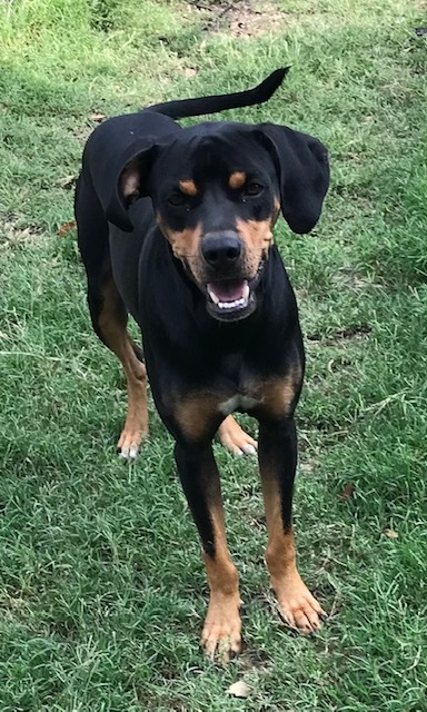 Enlarge Butch, a Adoptable mixed breed in Brenham, TX image 2/6