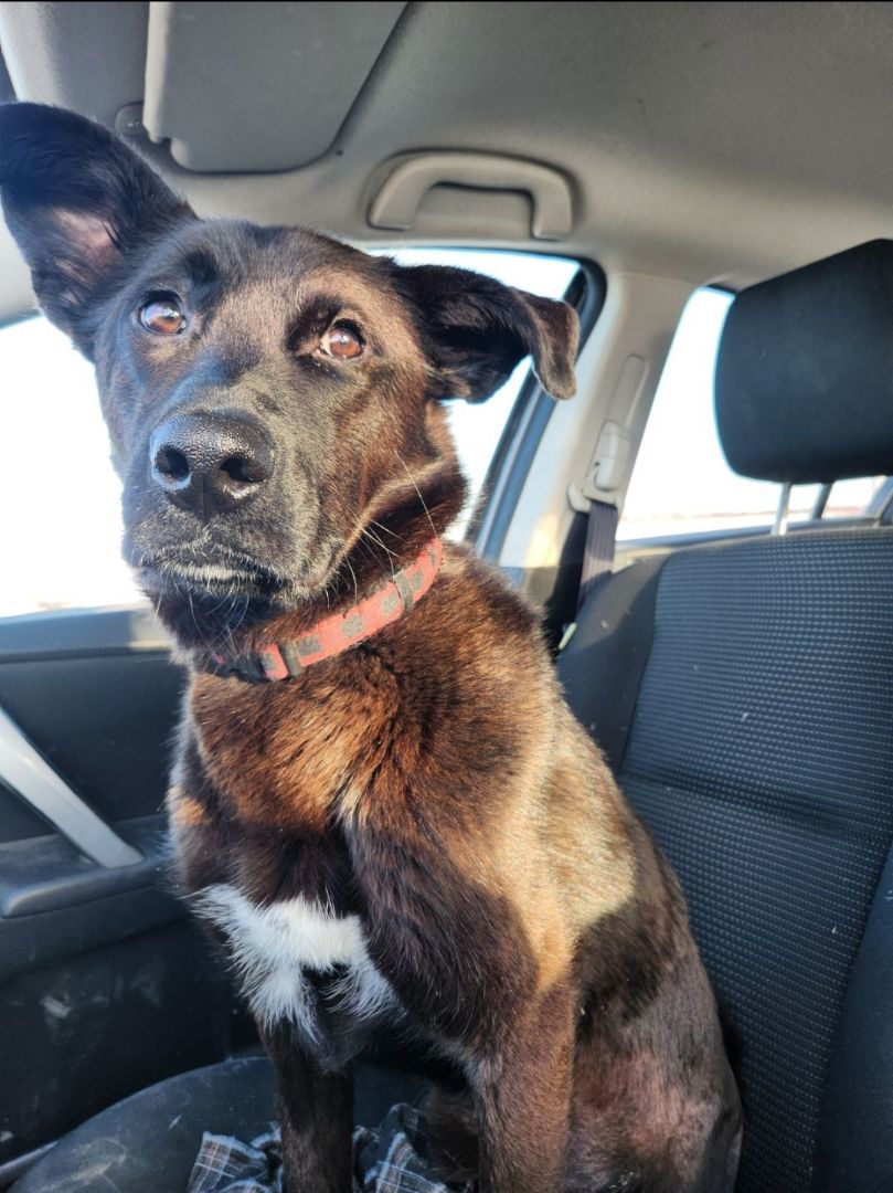 Kace, a Adopted mixed breed in Winnipeg, MB image 1/6