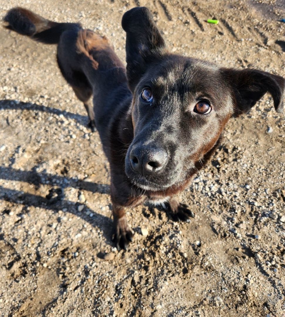 Kace, a Adopted mixed breed in Winnipeg, MB image 2/6