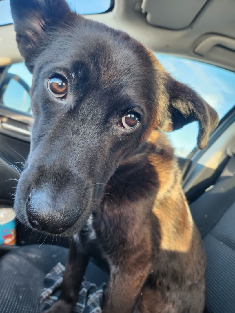 Kace, a Adopted mixed breed in Winnipeg, MB image 3/6