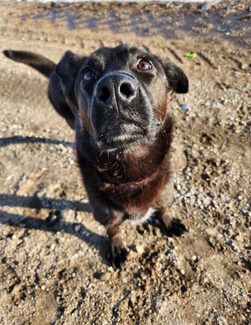 Kace, a Adopted mixed breed in Winnipeg, MB image 4/6