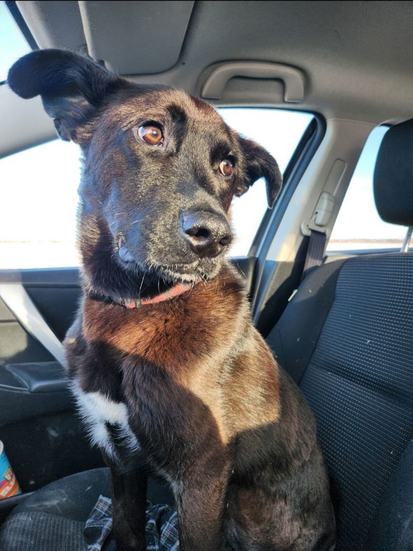 Kace, a Adopted mixed breed in Winnipeg, MB image 5/6