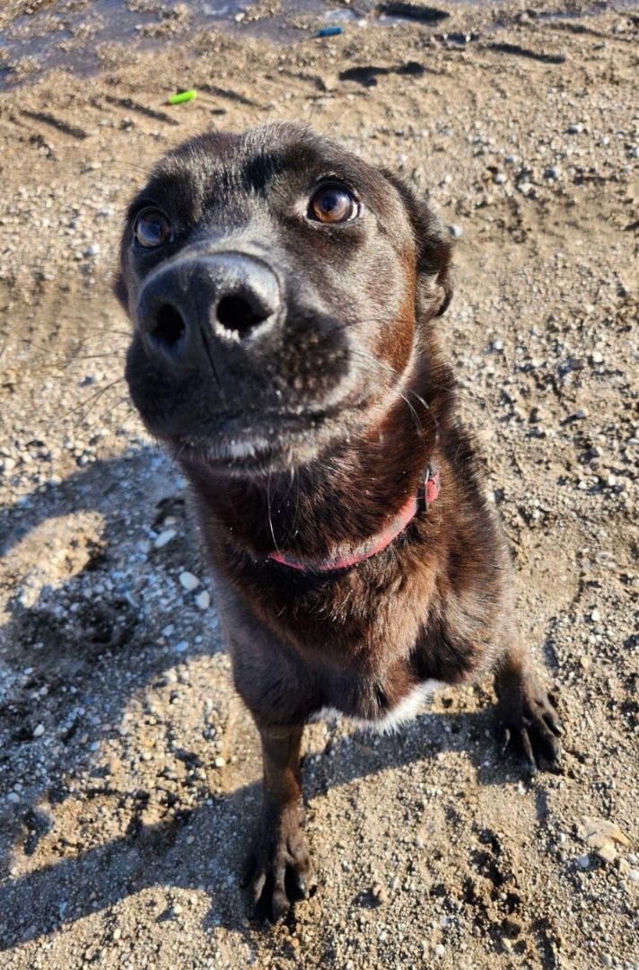 Kace, a Adopted mixed breed in Winnipeg, MB image 6/6