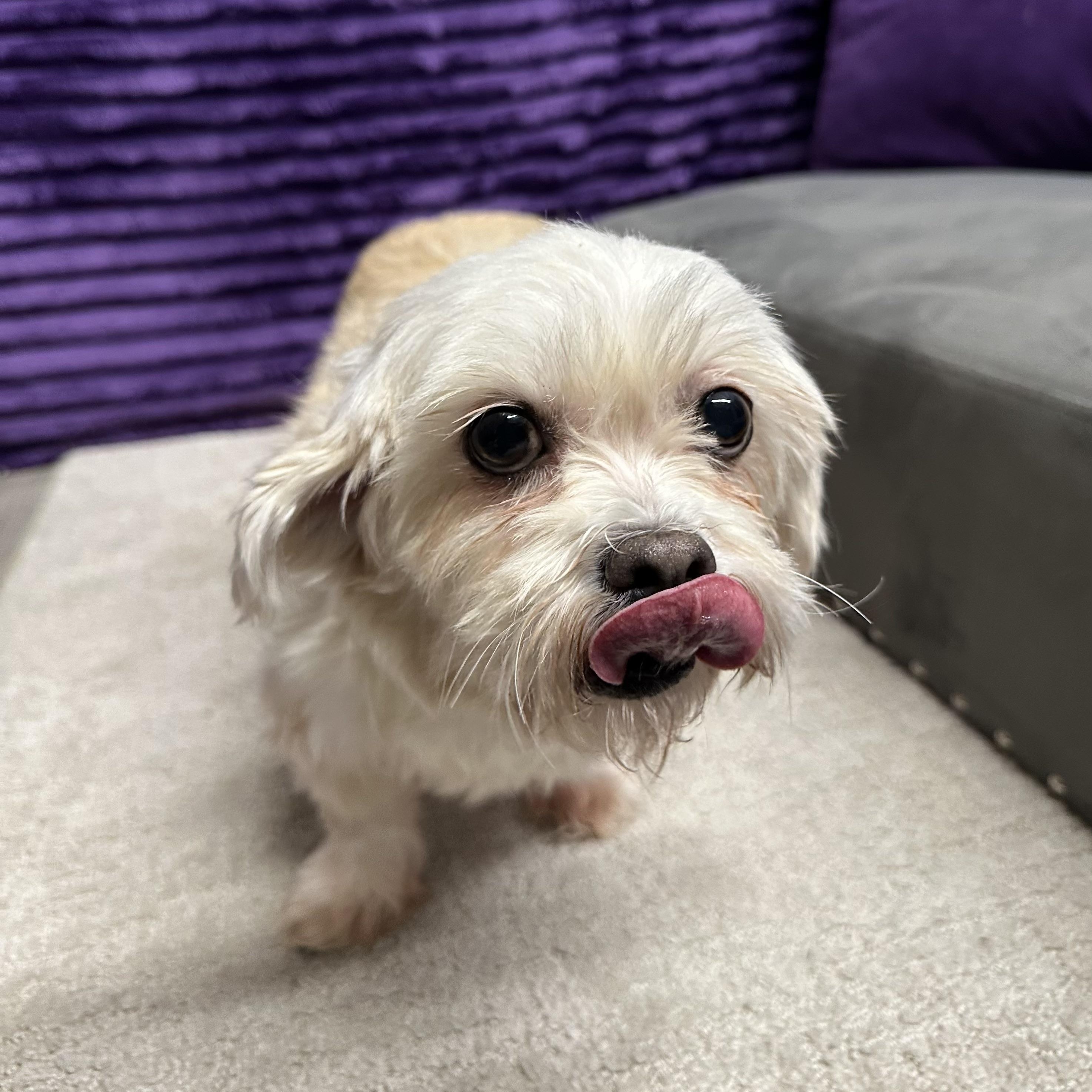 Enlarge Haven-Foster Home Needed, a Adoptable Shih Tzu in Hartland, WI image 3/5