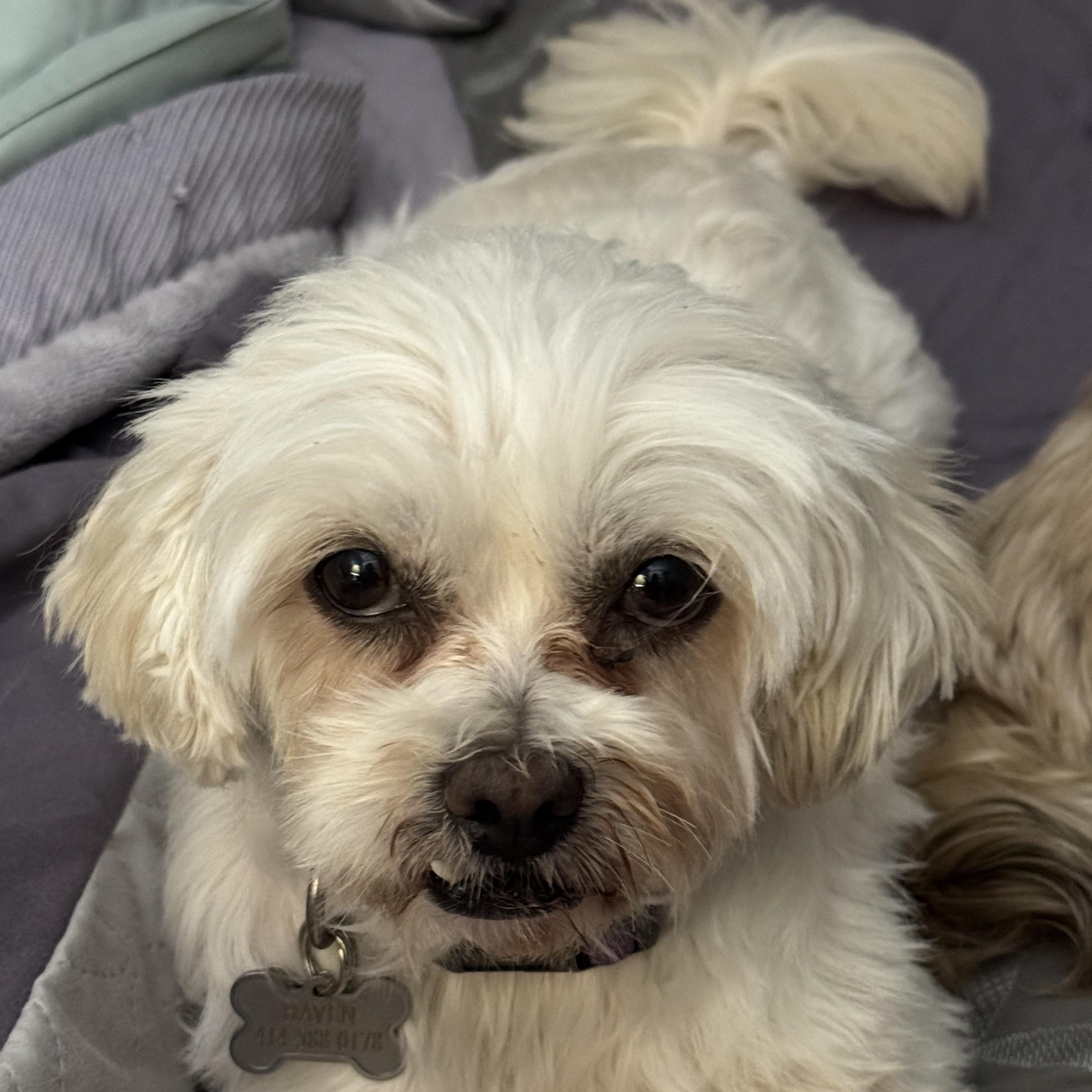 Haven, a Adoptable Shih Tzu in Hartland, WI image 2/6