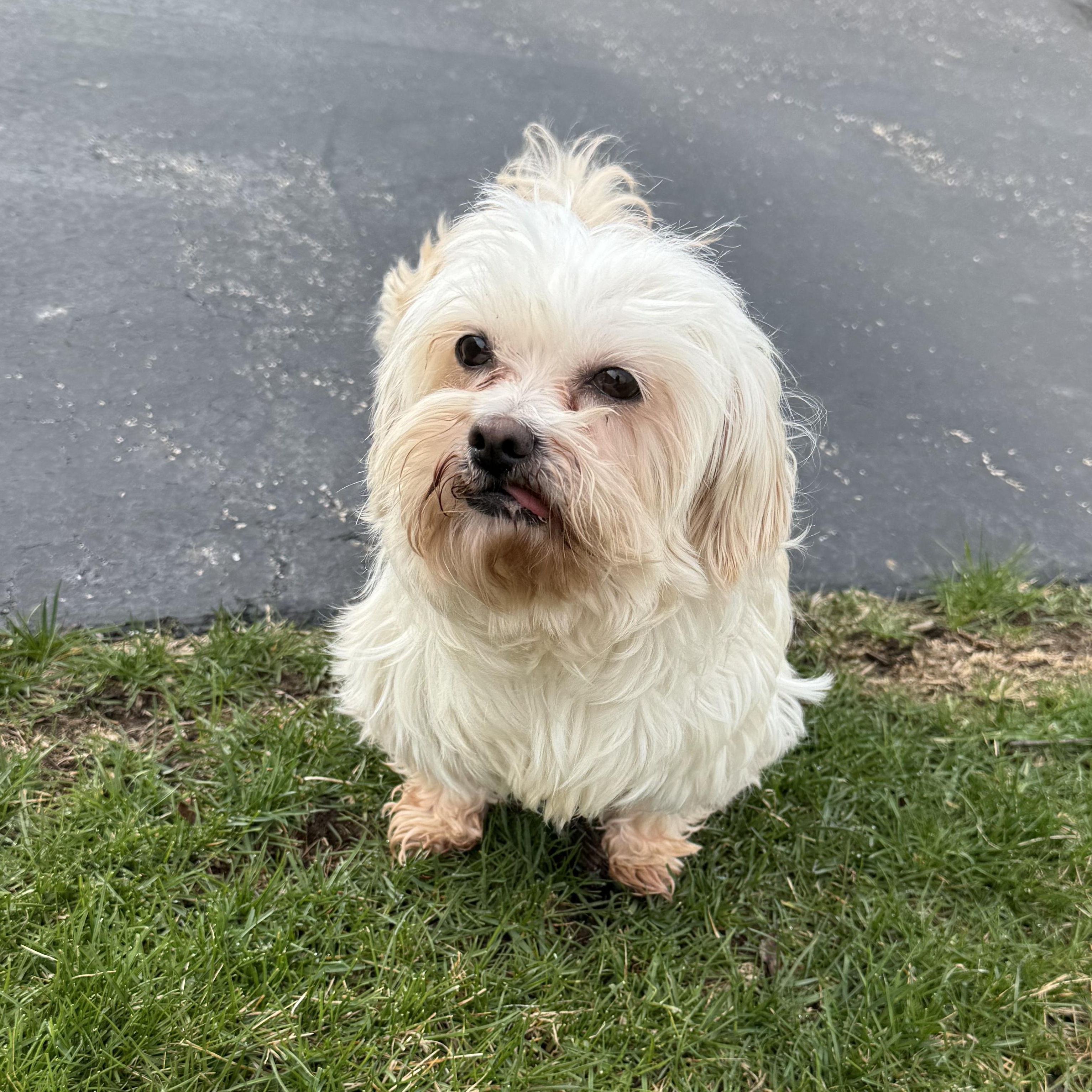 Enlarge Haven, a Adoptable Shih Tzu in Hartland, WI image 3/6