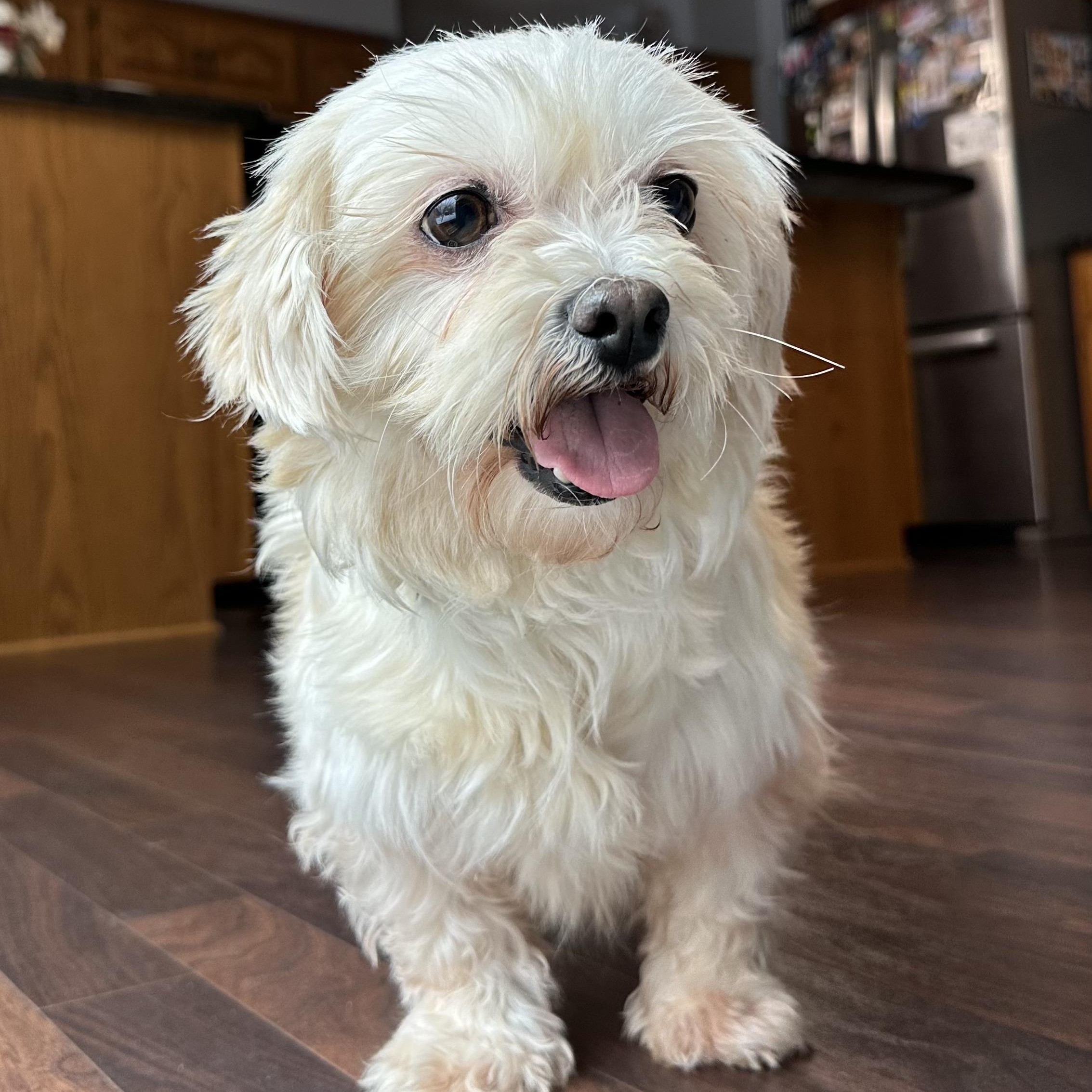 Haven-Foster Home Needed, a Adoptable Shih Tzu in Hartland, WI image 5/6