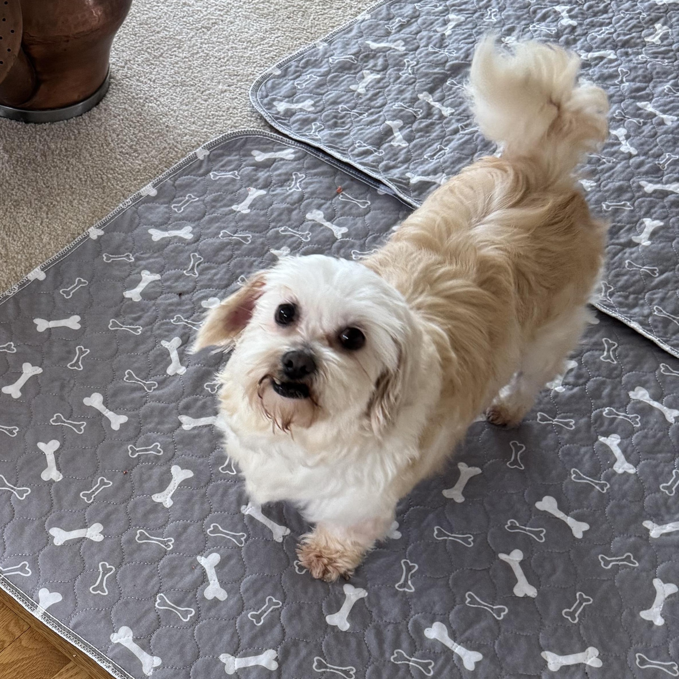 Enlarge Haven, a Adoptable Shih Tzu in Hartland, WI image 3/6