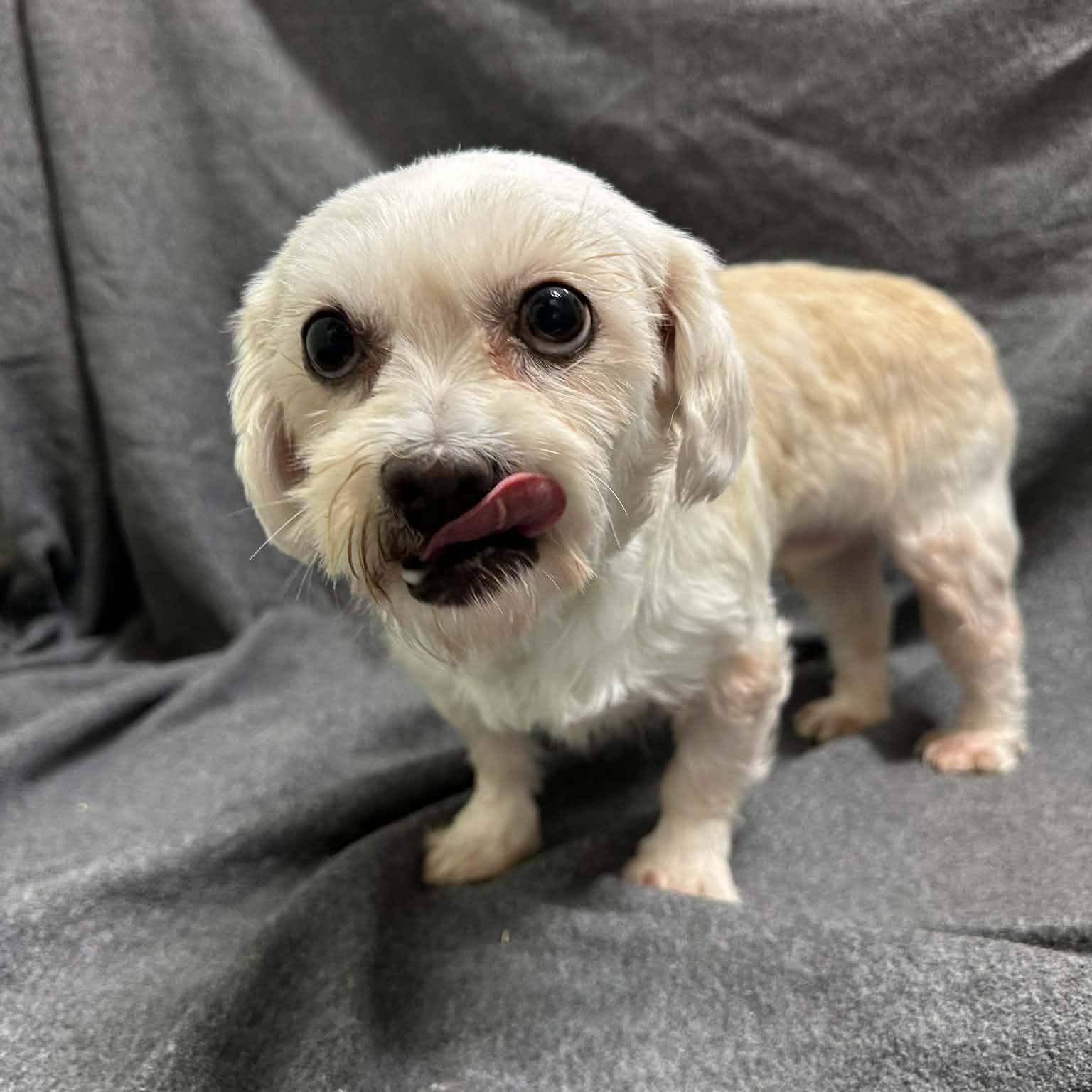 Enlarge Haven-Foster Home Needed, a Adoptable Shih Tzu in Hartland, WI image 2/6